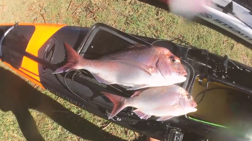 Snapper On The Drop With Rod — Australian Kayak Specialists